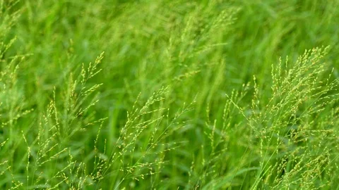 Background of switch grass's field Stock Footage 123006955