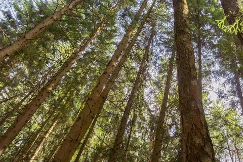 Background taiga forest pine trunks look up 스톡 사진