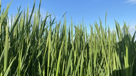 Background of tall grass Stockfoto's