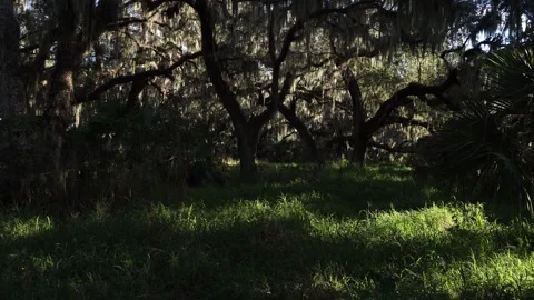 In the background, tall trees with branches in every direction are covered in Stock-Footage 331056974