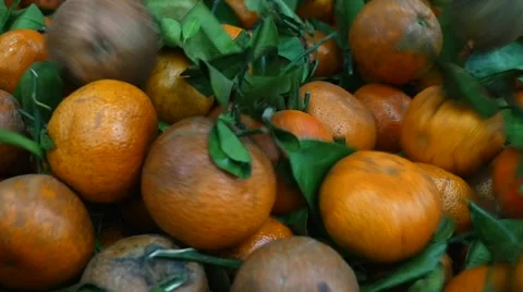 Background with Tangerines dropping Stock Footage 54822655