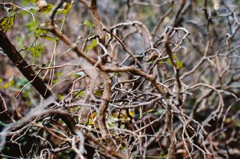 Background tangled branches of bushes Stock Photos