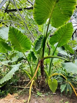 Background of taro leaf bushes 库存照片