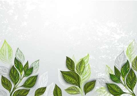 Background with tea plants Stock Illustration