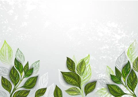 Background with tea plants Stock Illustration