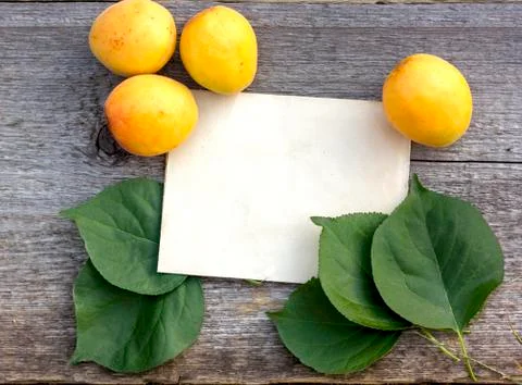 Background for text craft paper sheet green leaves ripe yellow apricots Stock Photos