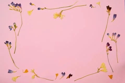 Background for text pink with flowers Stock Photos