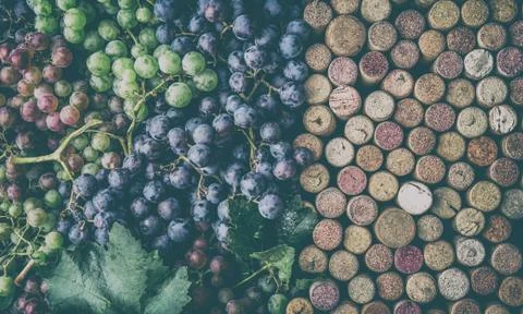 Background for text. Wine concept. Wine corcs and wine grapes. Top view. Copy Stock Photos