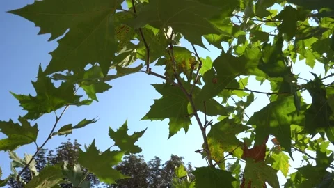 Background textua green maple leaves Stock Footage 139464087