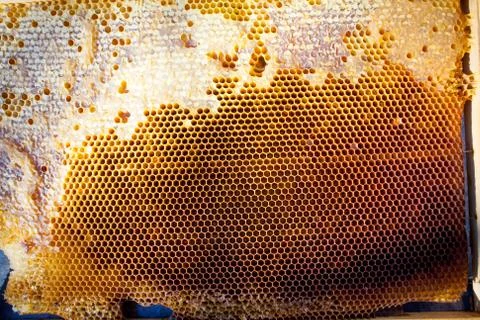 Background texture and pattern of a section of wax honeycomb Stock Photos