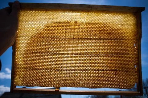 Background texture and pattern of a section of wax honeycomb Stock Photos