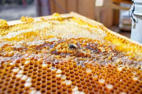 Background texture and pattern of a section of wax honeycomb Stock Photos