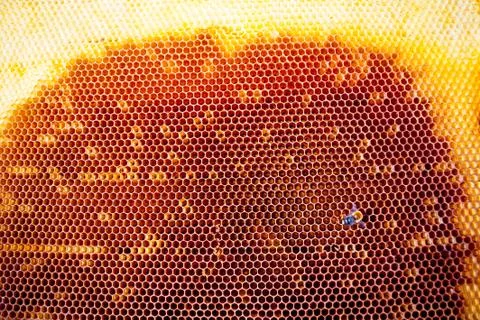 Background texture and pattern of a section of wax honeycomb Stock Photos