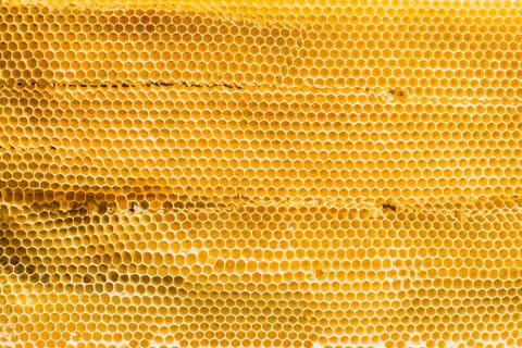 Background texture and pattern section of wax honeycomb from bee hive filled Stock Photos