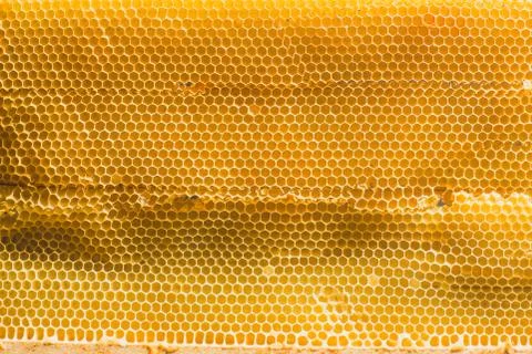 Background texture and pattern section of wax honeycomb from bee hive filled Stock Photos