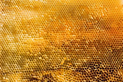 Background texture and pattern section of wax honeycomb from bee hive filled Stock Photos