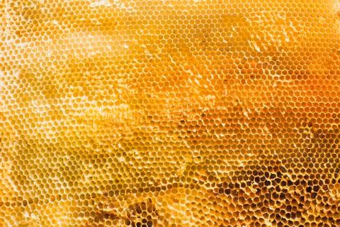 Background texture and pattern section of wax honeycomb from bee hive filled Stock Photos