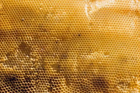 Background texture and pattern section of wax honeycomb from bee hive filled Stock Photos