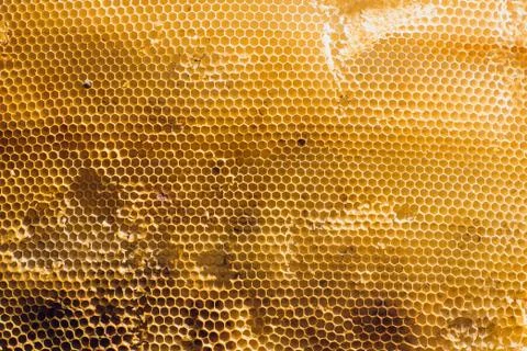 Background texture and pattern section of wax honeycomb from bee hive filled Stock Photos