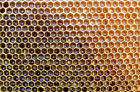 Background texture and pattern of a section of wax honeycomb from a bee hive Stock Photos