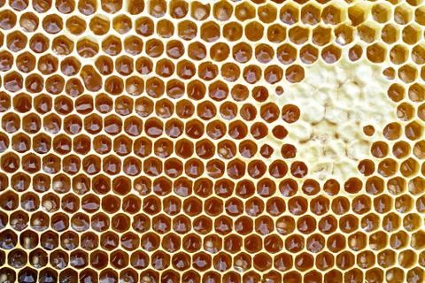 Background texture and pattern of a section of wax honeycomb from a bee hive Stock Photos