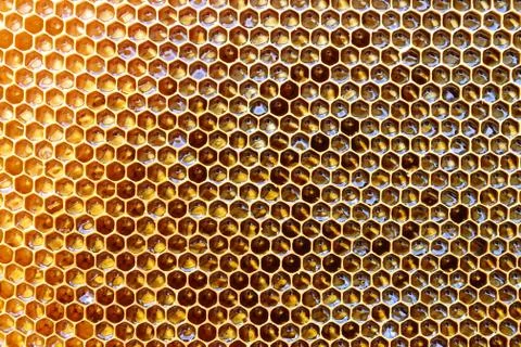 Background texture and pattern of a section of wax honeycomb from a bee hive Stock Photos