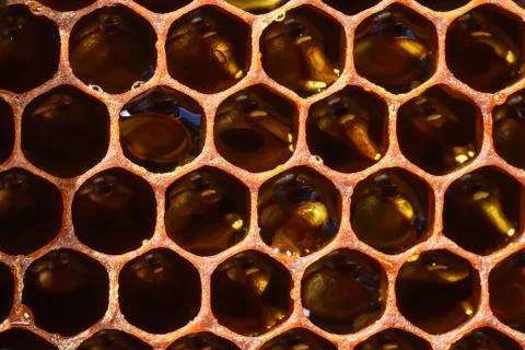 Background texture and pattern of a section of wax honeycomb from a bee hive 스톡 사진