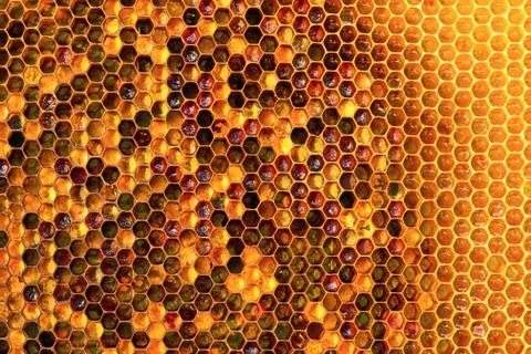 Background texture and pattern of a section of wax honeycomb from a bee hive Stock Photos