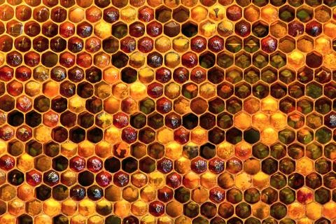 Background texture and pattern of a section of wax honeycomb from a bee hive Stock Photos