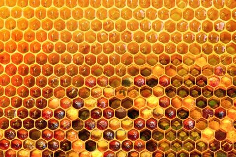 Background texture and pattern of a section of wax honeycomb from a bee hive Stock Photos