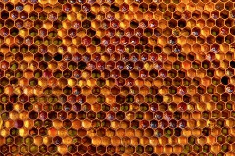 Background texture and pattern of a section of wax honeycomb from a bee hive Stock Photos