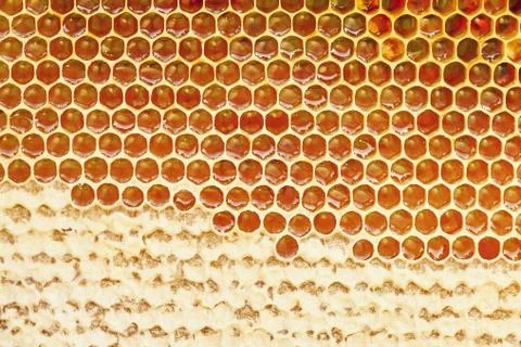 Background texture and pattern of a section of wax honeycomb from a bee hive Stock Photos