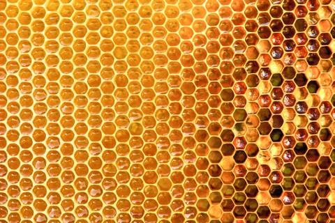 Background texture and pattern of a section of wax honeycomb from a bee hive Stock Photos