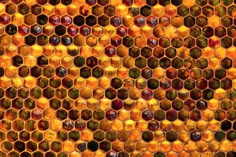 Background texture and pattern of a section of wax honeycomb from a bee hive Stock Photos