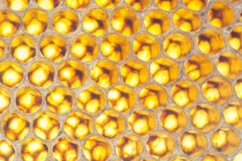 Background texture and pattern of a section of wax honeycomb from a bee hive Stock Photos