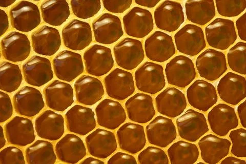 Background texture and pattern of a section of wax honeycomb from a bee hive Stock Photos