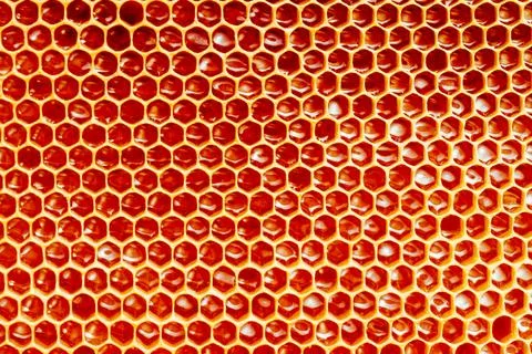 Background texture and pattern of a section of wax honeycomb from a bee hive Stock Photos
