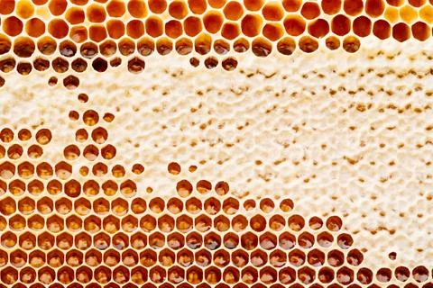 Background texture and pattern of a section of wax honeycomb from a bee hive Stock Photos