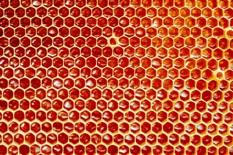 Background texture and pattern of a section of wax honeycomb from a bee hive Stock Photos