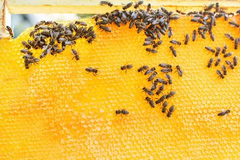 Background texture and pattern of a section of wax honeycomb from a bee hive Stock Photos