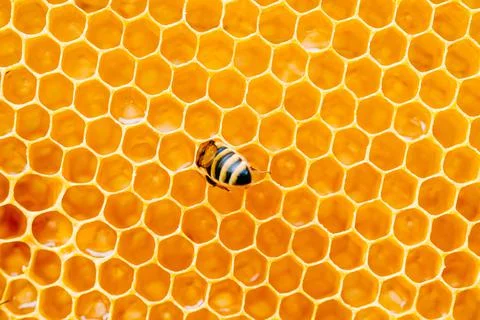 Background texture and pattern of a section of wax honeycomb from a bee hive Stock Photos