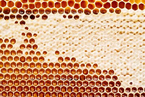 Background texture and pattern of a section of wax honeycomb from a bee hive Stock Photos