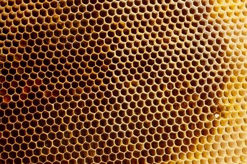Background texture and pattern of a section of wax honeycomb from a bee hive  Stock Photos