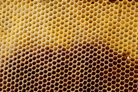 Background texture and pattern of a section of wax honeycomb from a bee hive  Stock Photos