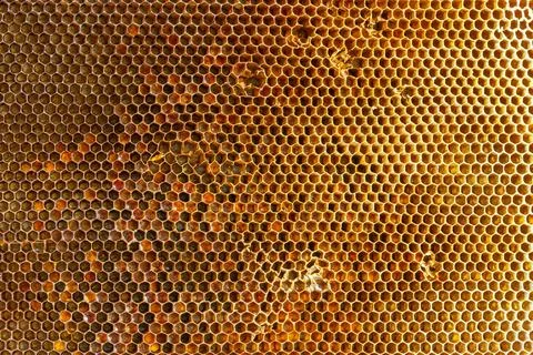 Background texture and pattern of a section of wax honeycomb from a bee hive  Stock Photos