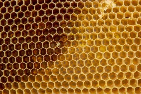 Background texture and pattern of a section of wax honeycomb from a bee hive  Stock Photos