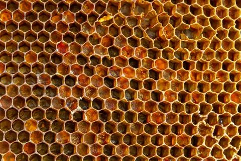 Background texture and pattern of a section of wax honeycomb from a bee hive  Stock Photos