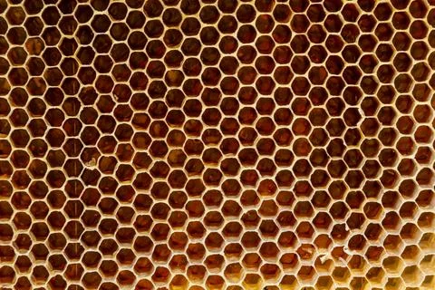 Background texture and pattern of a section of wax honeycomb from a bee hive  Stock Photos