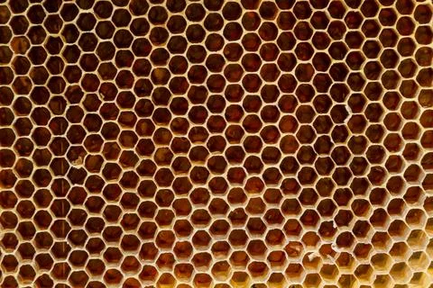 Background texture and pattern of a section of wax honeycomb from a bee hive  Stock Photos