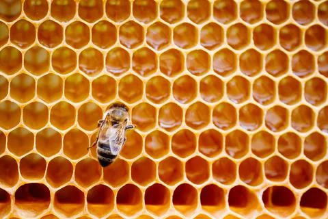 Background texture and pattern of a section of wax honeycomb from a bee hive Stock Photos